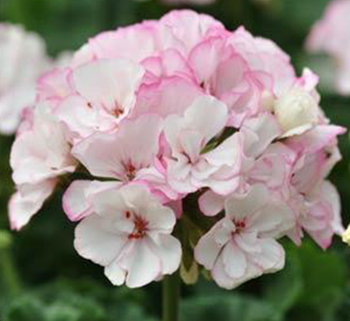 Geranium "Crane's-bill" Mix Flowers