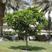Plumeria obtusa “Frangipani or The Temple Tree”