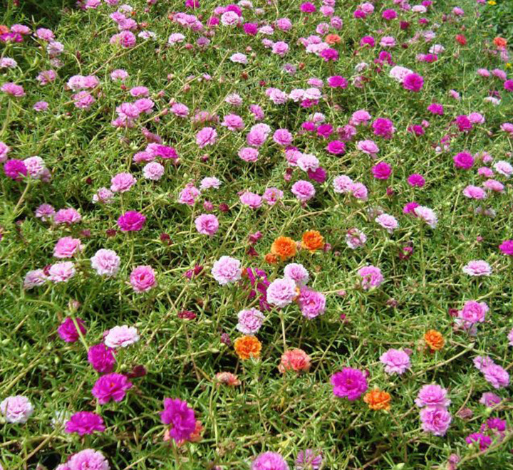 Portulaca Grandiflora "Hanging" Rose Moss