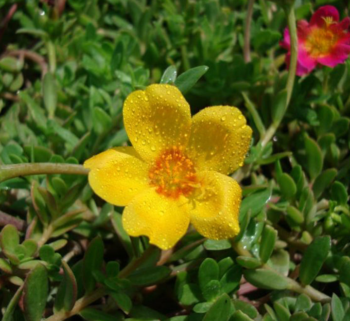 Portulaca Umbraticola "Hanging" Wingpod purslane