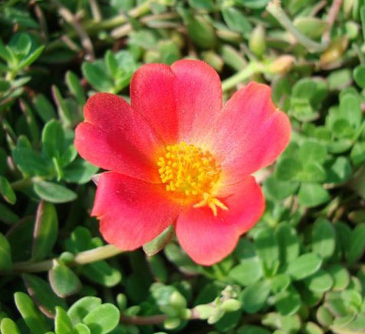 Portulaca Grandiflora "Hanging" Rose Moss