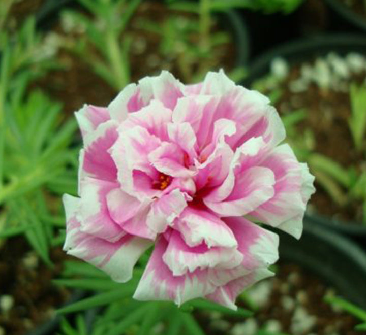 Portulaca Grandiflora "Hanging" Rose Moss
