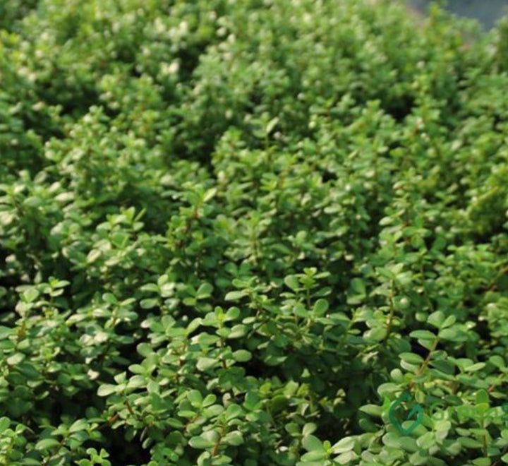 Portulacaria Afra "Elephant Bush"
