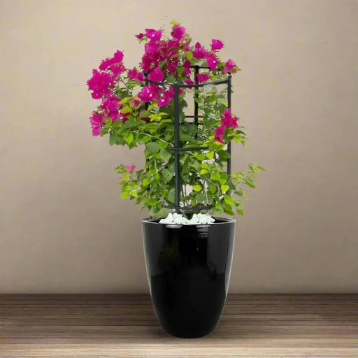 Potted-Pink-Bougainvillea-in-Black-Ceramic-Pot greensouq