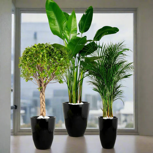 Premium Potted XL Bird of Paradise, Braided Bonsai & Large Areca Bundle