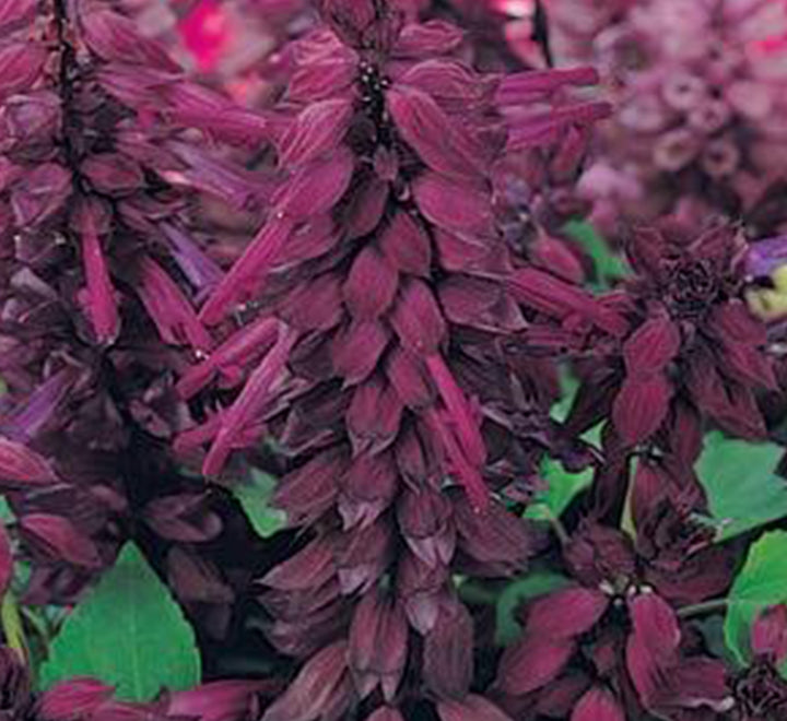 Salvia "Sage of the Diviners"