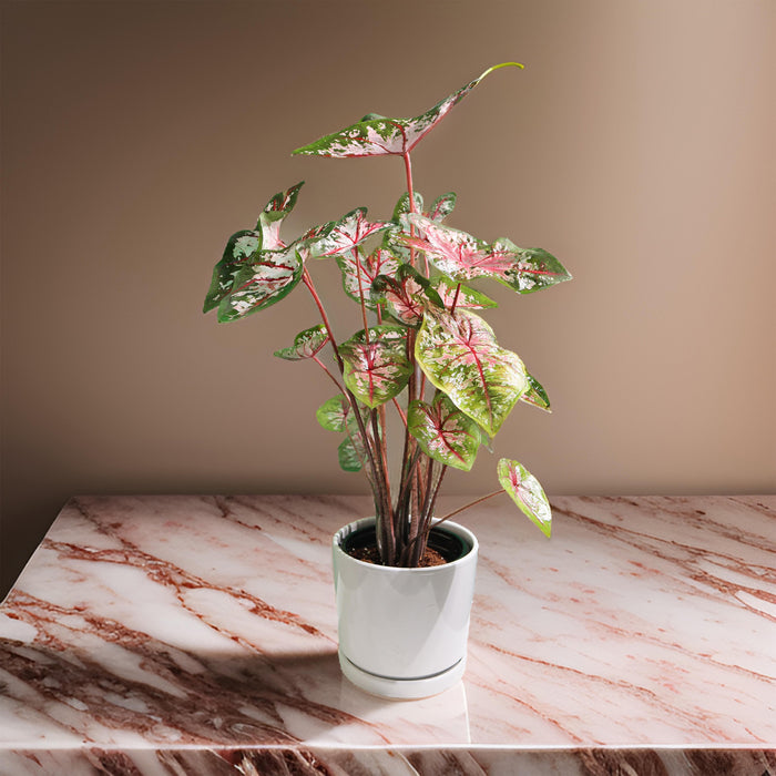 Caladiums or Angel Wings "Assorted" Top Quality Indoor Plants"