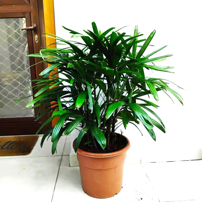 Rhapis Excelsa “Lady Palm سيدة النخيل or Miniature Fan Palm” 0.8-0.1m