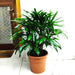Rhapis Excelsa “Lady Palm سيدة النخيل or Miniature Fan Palm” 0.8-0.1m