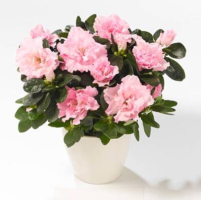 Rhododendron Simsii Indoor  Flowering Plant