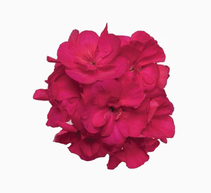 Geranium "Crane's-bill" Mix Flowers