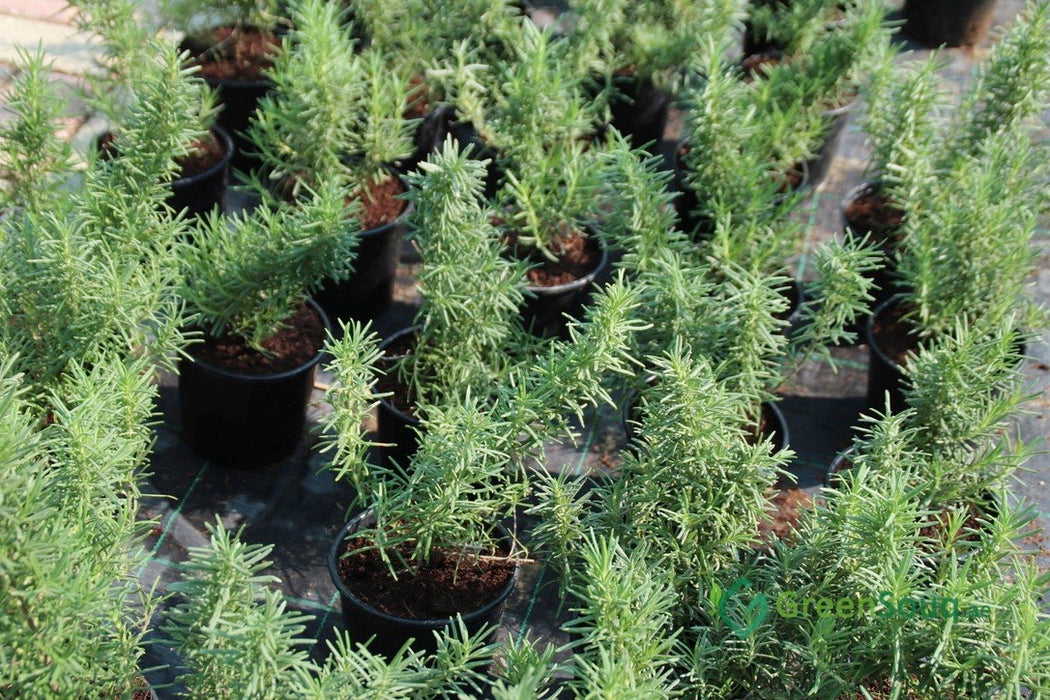 rosemary greensouq
