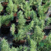 rosemary greensouq