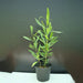 Dodonaea viscosa “Hopbush”