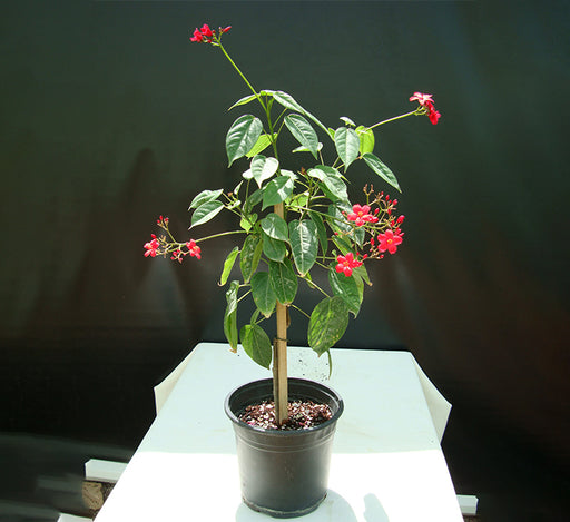Jatropha integerrima “peregrina or spicy jatropha”