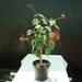 Jatropha integerrima “peregrina or spicy jatropha”