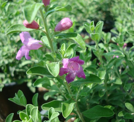 Leucophyllum frutescens “Texas Sage”