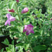 Leucophyllum frutescens “Texas Sage”