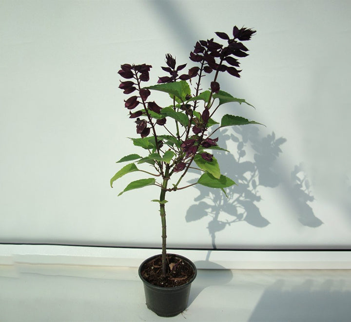 Salvia "Sage of the Diviners"