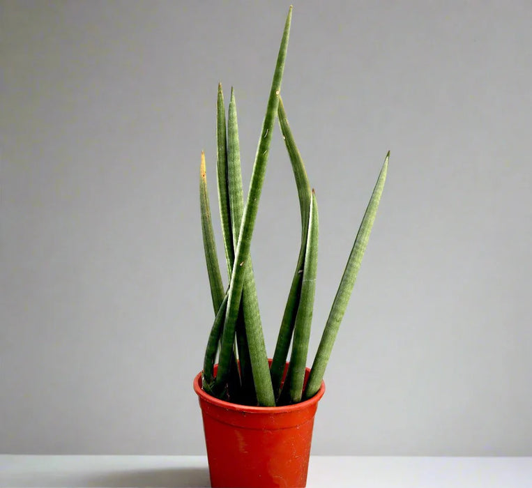 Sansevieria Desertii "Sansevieria Cylindrica Skyline
