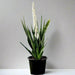 Sansevieria Green Zeylanica