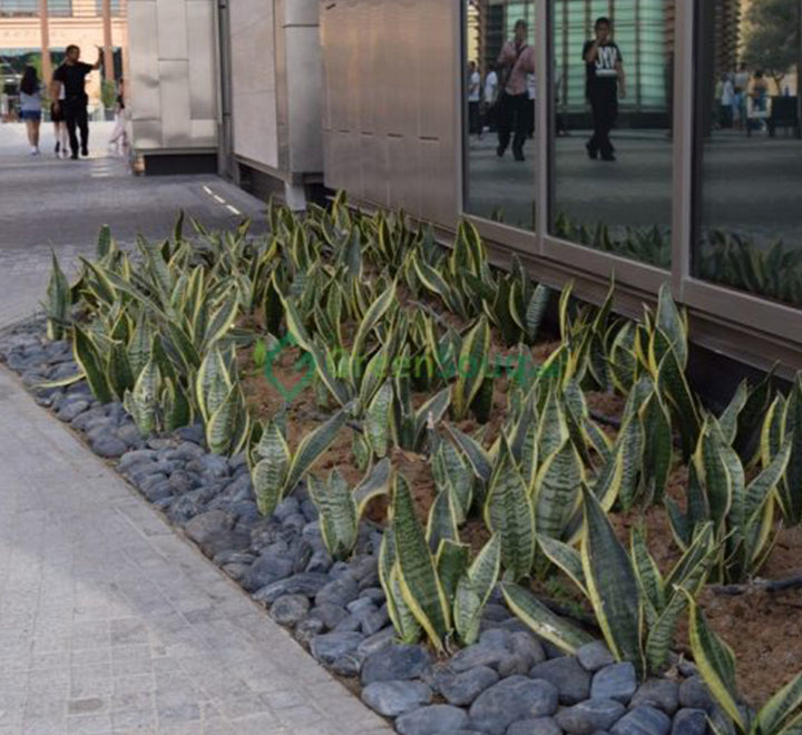 Sansevieria Trifasciata Or Snake Plant (Outdoor)