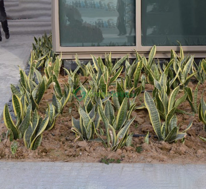 Sansevieria Trifasciata Or Snake Plant (Outdoor)