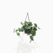Satin Pothos Hanging