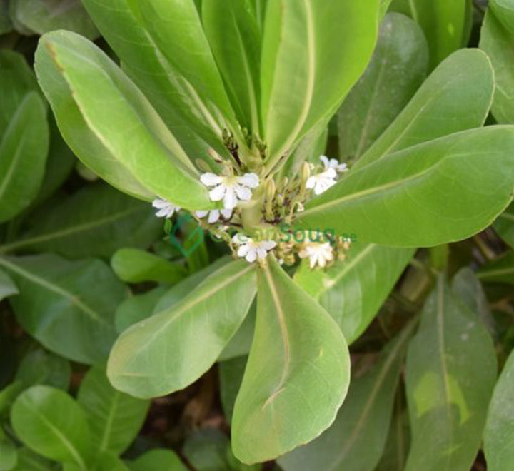 Scaevola Frutescens (Vahl Beach Naupaka, Hawaiian Half Flower, Sea Lettuce)