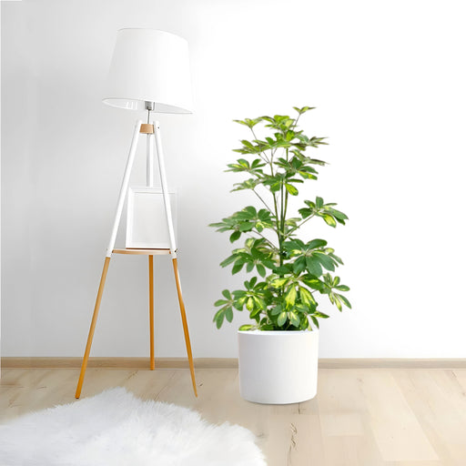 Schefflera Arboricola gold