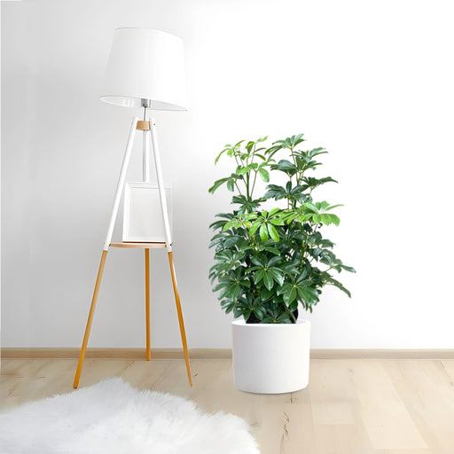 Schefflera Arboricola