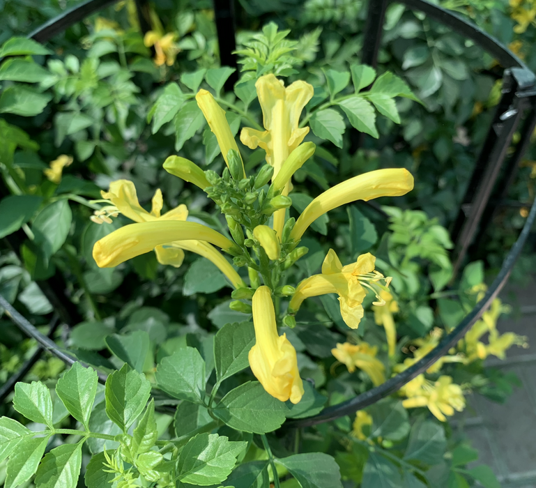 Tecomaria capensis or Cape Honeysuckle 0.7-0.9m