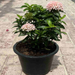 Ixora chinensis "Pink" Green Souq