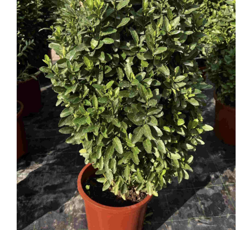Green Rocket "Euonymus Japonica Albomarginatus" Green Souq