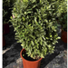 Green Rocket "Euonymus Japonica Albomarginatus" Green Souq