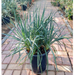 Spanish Dagger "Yucca Gloriosa" Green Souq