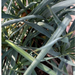 Spanish Dagger "Yucca Gloriosa" Green Souq