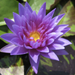 Water Lily Nymphaea "King of Siam" Greensouq