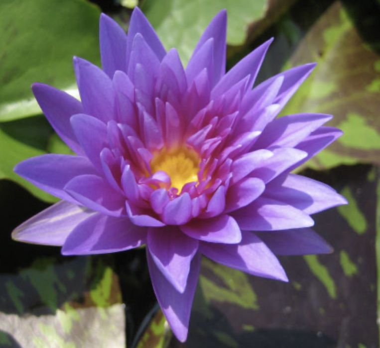 Water Lily Nymphaea "King of Siam" Greensouq