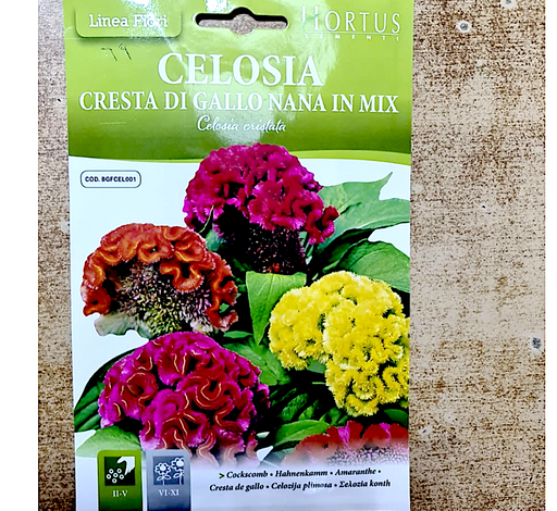 Celosia Greensouq