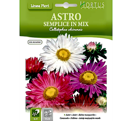 Aster flower Greensouq