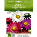 Aster flower Greensouq