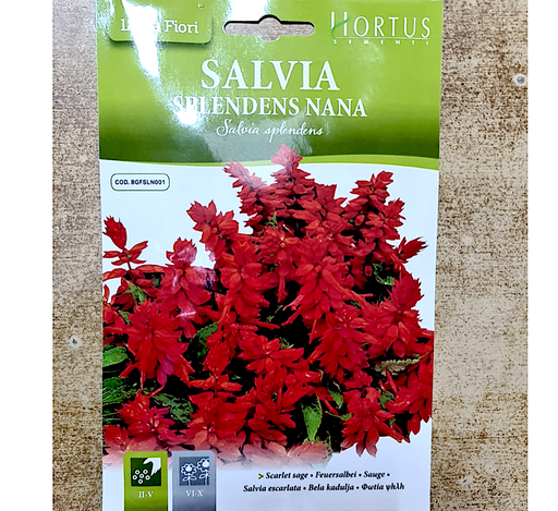 Salvia Greensouq