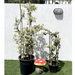 Bougainvillea Glabra Greensouq