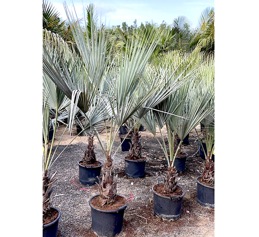 Brahea armata Greensouq