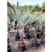 Brahea armata Greensouq
