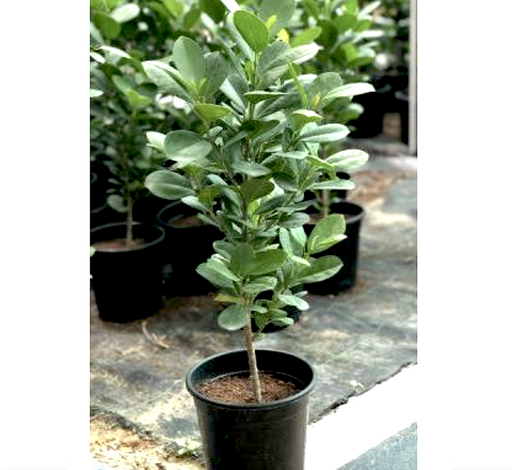 Ficus diversifolia Greensouq
