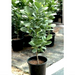 Ficus diversifolia Greensouq