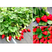 Strawberry Plant Greensouq