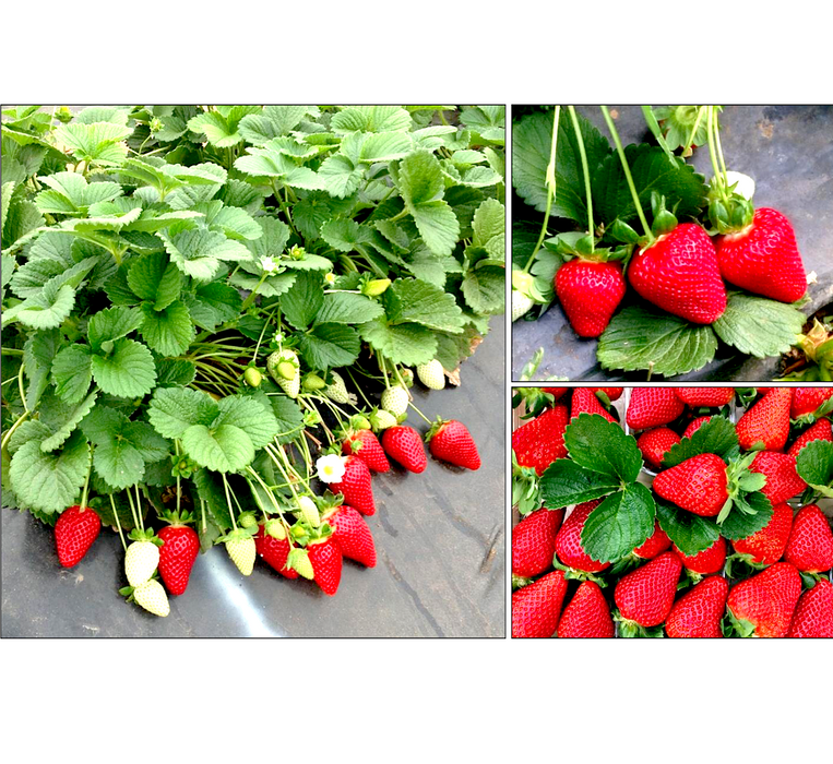 Strawberry Plant Greensouq